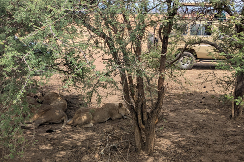 SAFARI ANIMALIER DE ZANZIBAR À MIKUMI 3 JOURS ET 2 NUITS