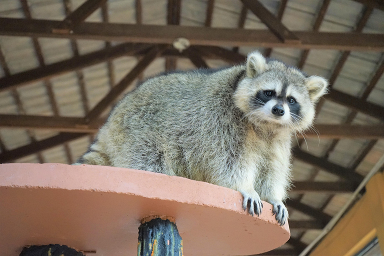 Kedah: Ingresso para o Wildlife Park LangkawiIngresso para não-malaios