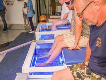 Foot care experience and Fish Spa Playa Fañabé