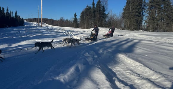 Fairbanks: 2-Hour Basic Dog Mushing School
