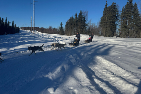 Fairbanks: 2 Hour Basic Dog Mushing School