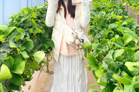 Seoul: Strawberry Picking & Eobi Ice Valley & Nami Island 5. Strawberry Picking & Eobi Ice Valley & Snow Sledding