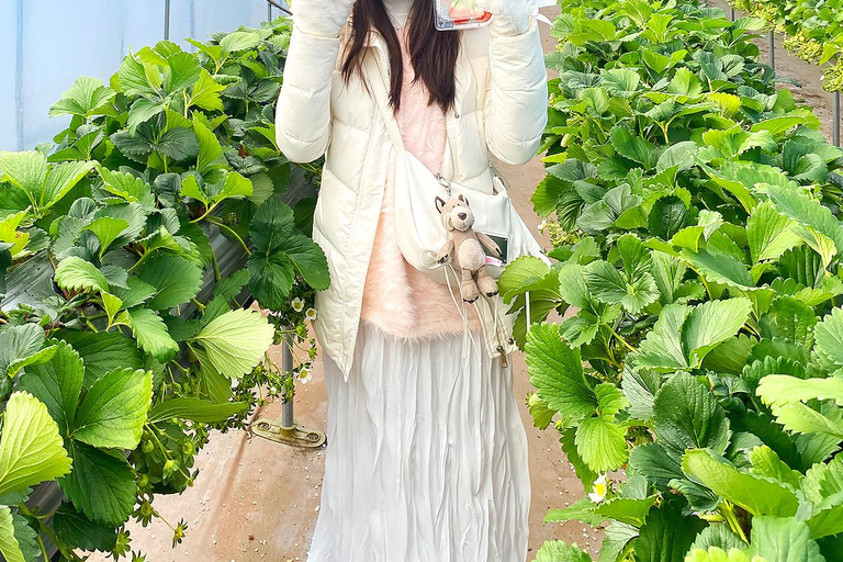 Seoul: Strawberry Picking & Eobi Ice Valley & Nami Island 5. Strawberry Picking & Eobi Ice Valley & Snow Sledding
