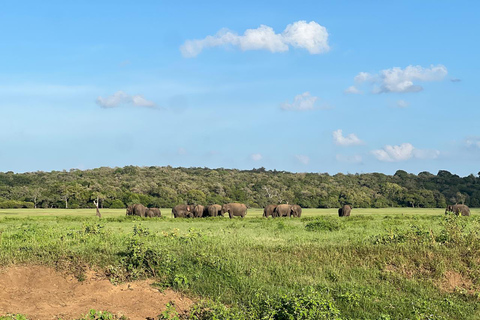 Minneriya: Privat jeepsafari i Minneriya nationalpark