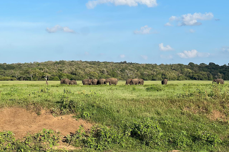 Minneriya: Safari privado en jeep por el Parque Nacional de Minneriya