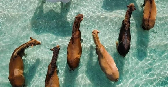 Lombok: Secret Gilis Reef Snorkeling & Island-Hopping Tour