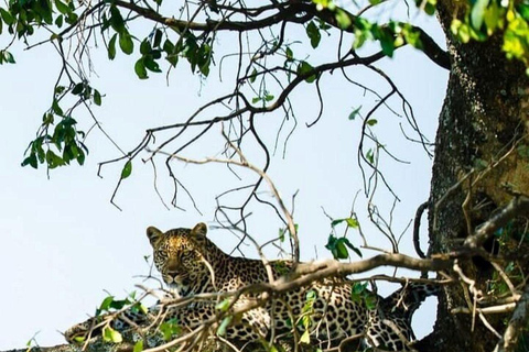Nairobi: 3-Day epic trip to Maasai Mara Reserve with meals 3 days, 2 nights private safari to Mara in a tourist VAN