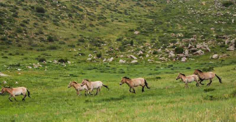 Gandan monastery and Hustai National park-all inclusive tour