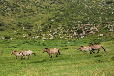 Gandan monastery and Hustai National park-all inclusive tour