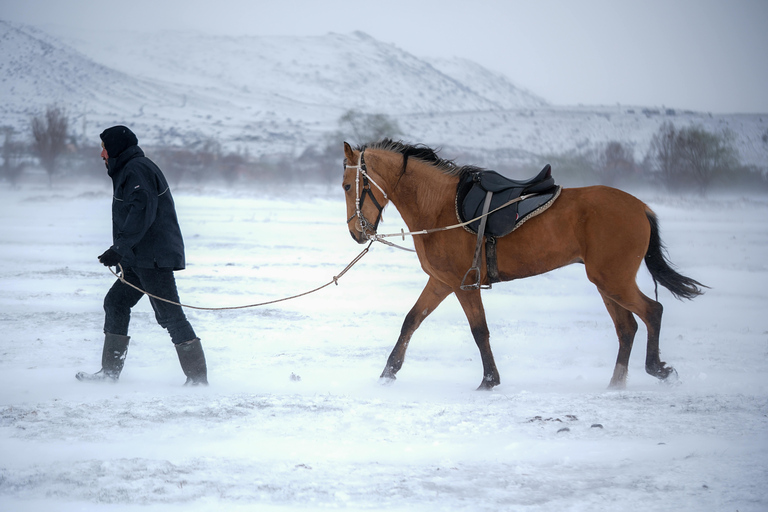 Pelkosenniemi: Morning Horse Ranch Experience with Guide