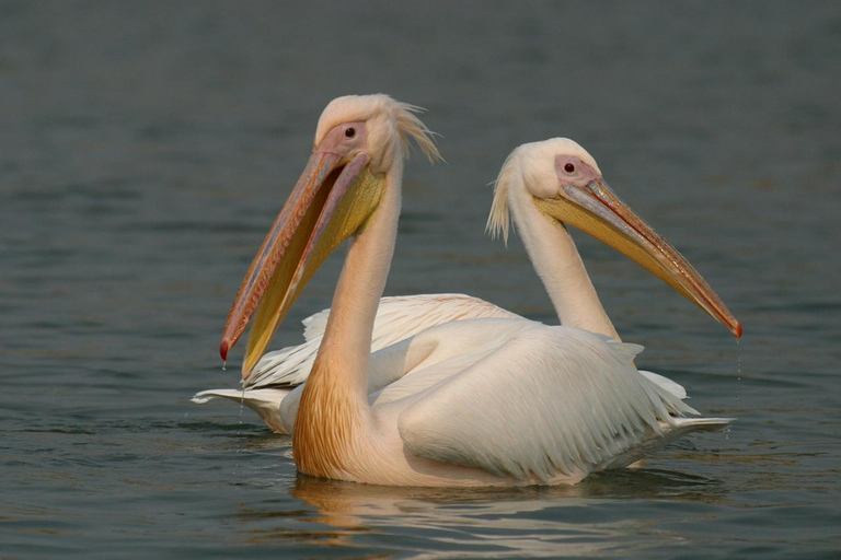 Uganda: Safari de 7 días por la naturaleza y senderismo con gorilas