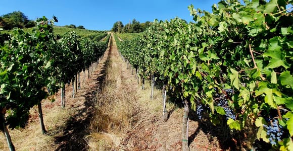 Scandicci: Bellavista Wine Tasting Experience