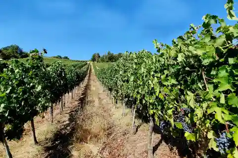 Scandicci: Bellavista Wine Tasting Experience
