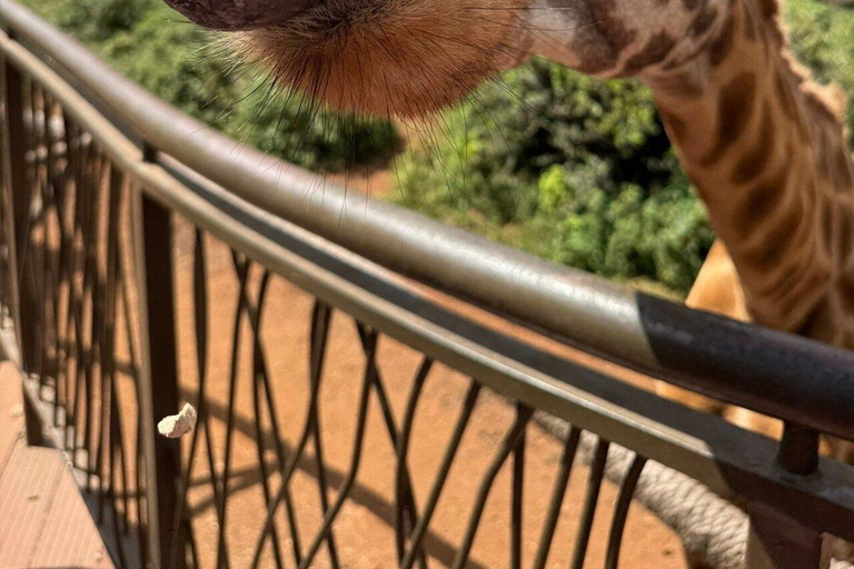 Nairobi: Giraffes, Karen Blixen & Cultural Rhythms