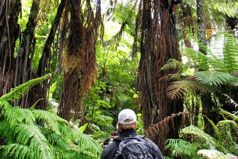 Khao Lak: Privat Khao Sok djungelsafari med bamburafting