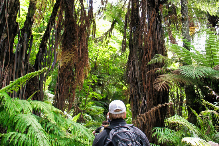 Khao Lak: Privat Khao Sok djungelsafari med bamburafting