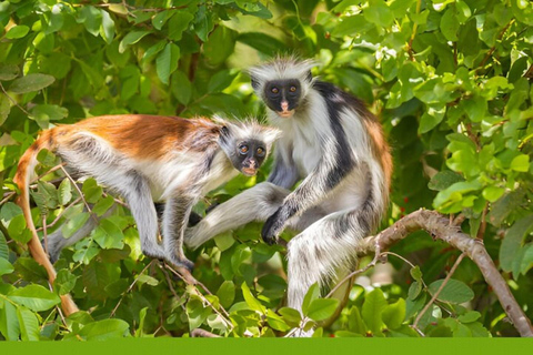 Zanzibar: tour di mezza giornata alla scoperta delle scimmie della foresta di Jozani