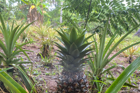 Sansibar : Gewürzfarm &amp; Rundgang in Stone Town
