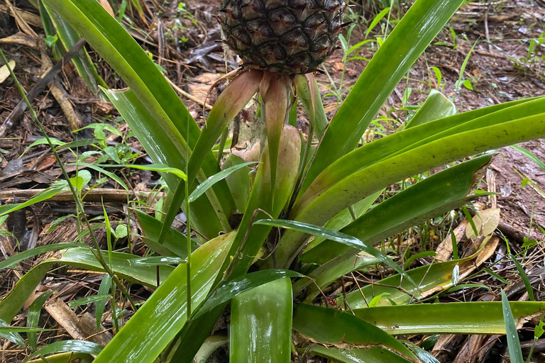 Sansibar : Gewürzfarm &amp; Rundgang in Stone Town