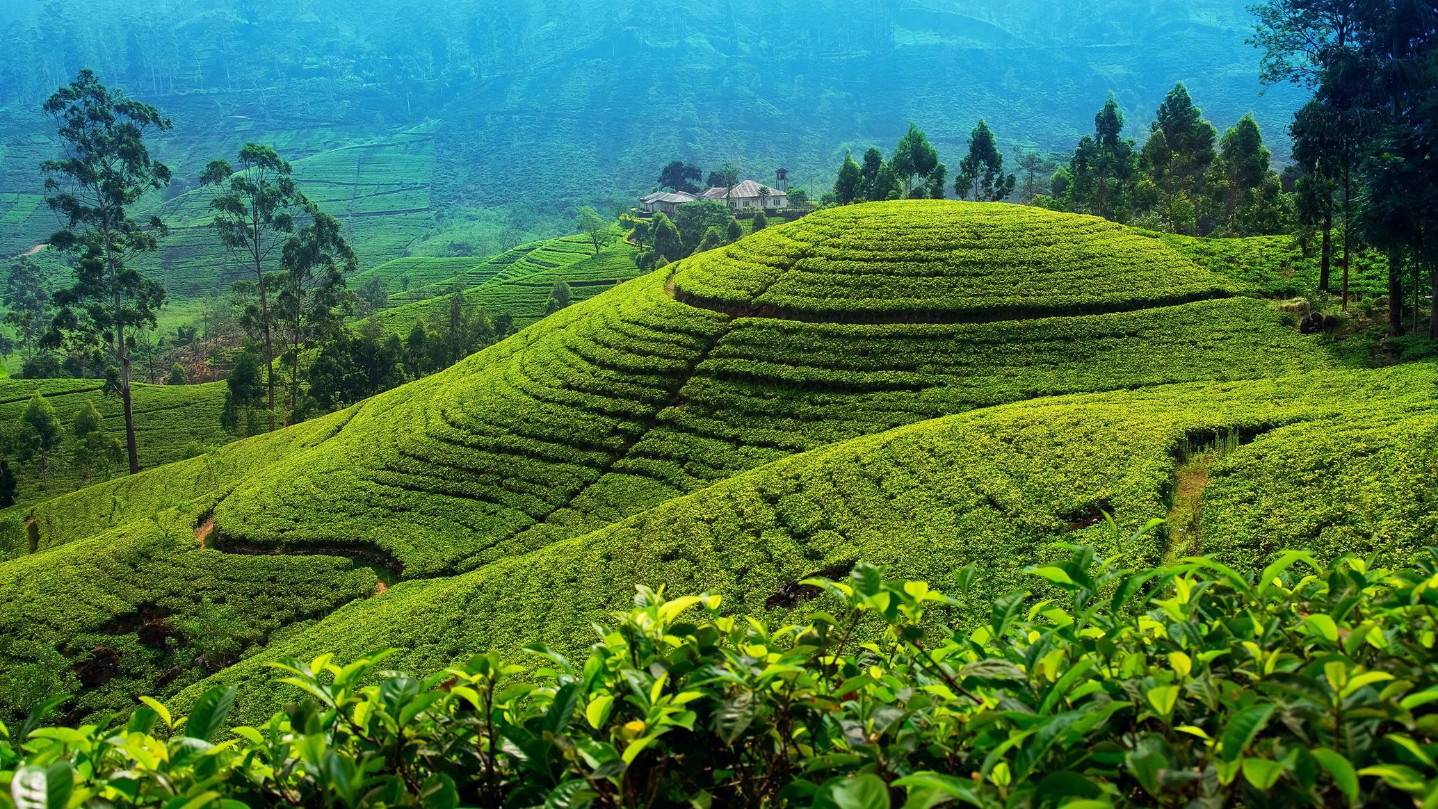 Von Kandy nach Nuwara Eliya Drop Tour - Private Tour