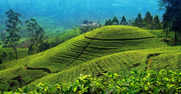 Von Kandy nach Nuwara Eliya Drop Tour - Private Tour