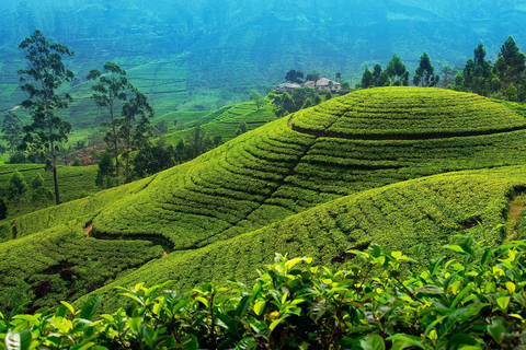 Från Kandy till Nuwara Eliya Drop Tour - Privat tur