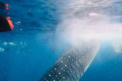 From Lombok: Kanawa Island and Whale Shark Tour with Meals