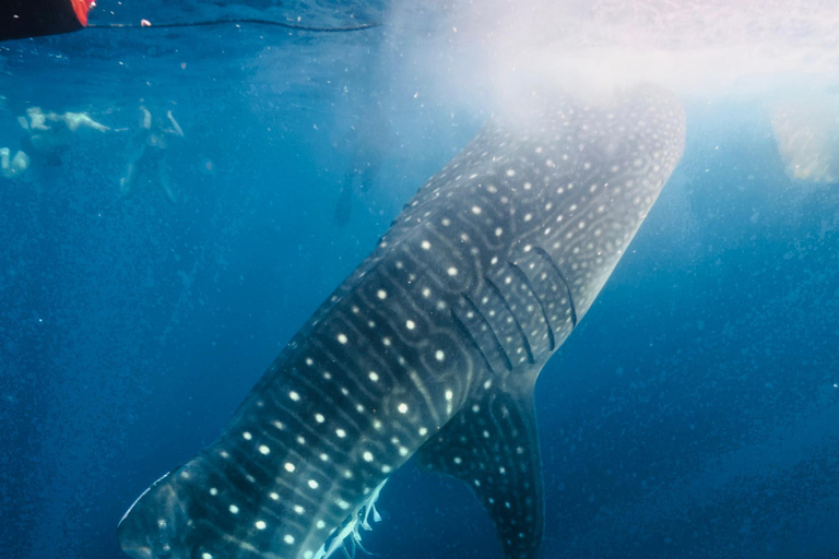 From Lombok: Kanawa Island and Whale Shark Tour with Meals