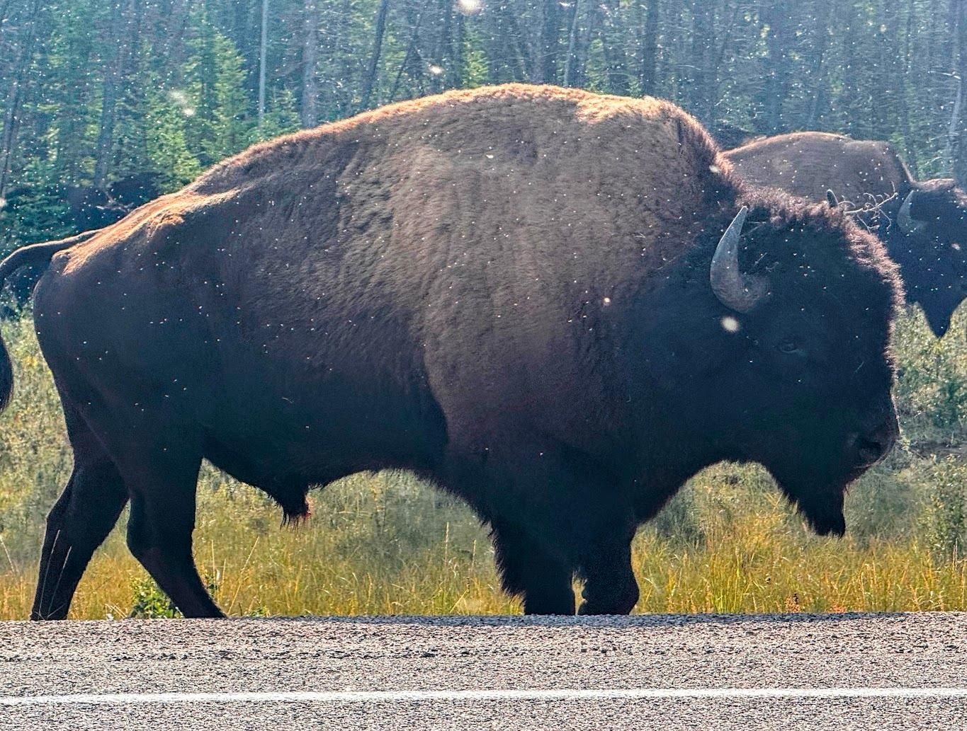 Yellowknife: Bustour mit Bisons und Panorama entlang des North Arm Highway