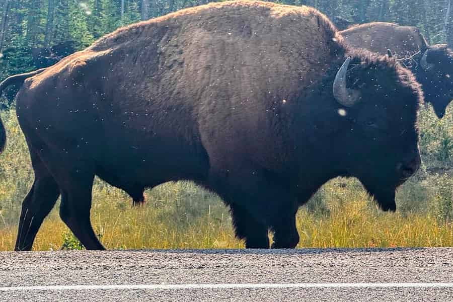 Yellowknife: Bustour mit Bisons und Panorama entlang des North Arm Highway. Foto: GetYourGuide Yellowknife: Bustour mit Bisons und Panorama entlang des North Arm Highway. Foto: GetYourGuide
