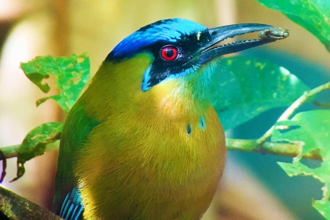 Manuel Antonio: Wildtier und Strand Tour im National Park