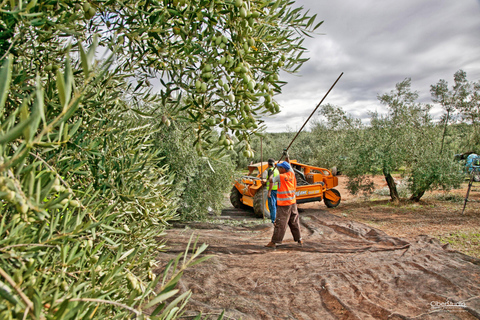 Oro Bailén: Explore the Oil Mill + Tasting Tour of Oro Bailen mill + tasting (Spanish)