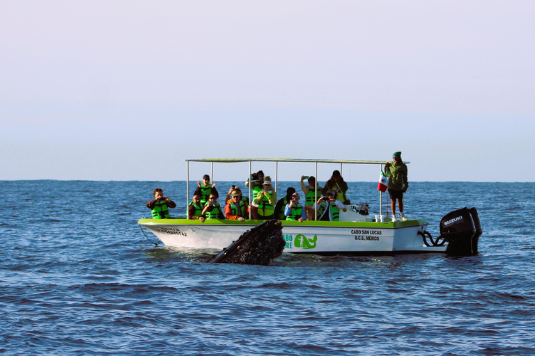 Cabo: Whale-Whatching Boat Trip w/ All-Women Crew and Photos