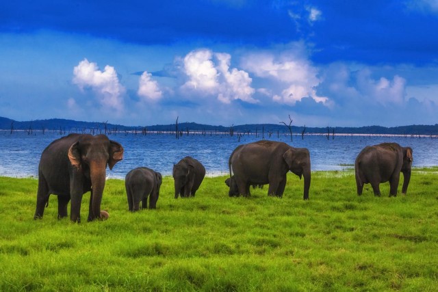 Visit From Udawalawe -National Park Thrilling Half-Day Safari in Colombo, Sri Lanka