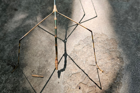 Santuario de My Son y Senderismo de Montaña - PeregrinaciónMi hijo Santuario Viaje de madrugada