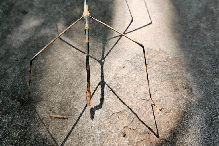 Santuario de My Son y Senderismo de Montaña - PeregrinaciónMi hijo Santuario Viaje de madrugada