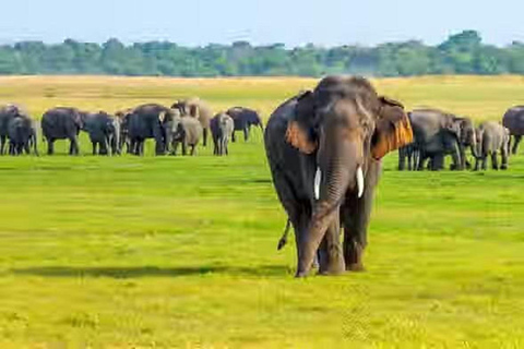 From Anuradhapura To Sigiriya Transfer with Sightseeing Stop
