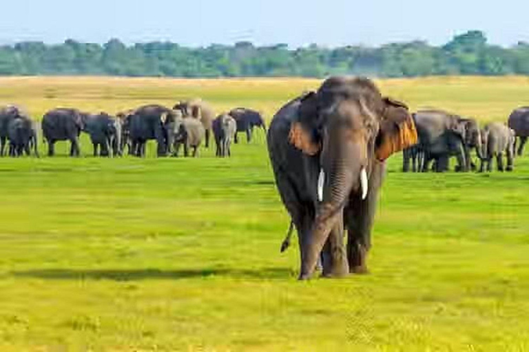 From Anuradhapura To Sigiriya Transfer with Sightseeing Stop
