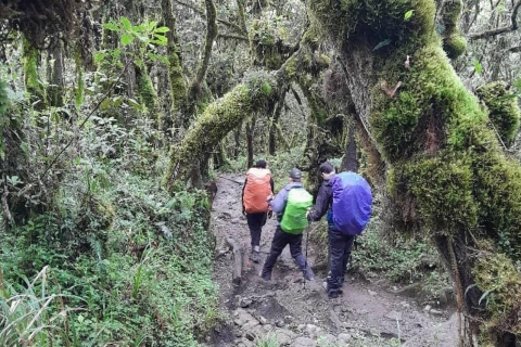 Senderismo por el Kilimanjaro: 8 días por la ruta LemoshoSenderismo en el Monte Kilimanjaro: Ruta Lemosho de 8 días (2-3 personas)