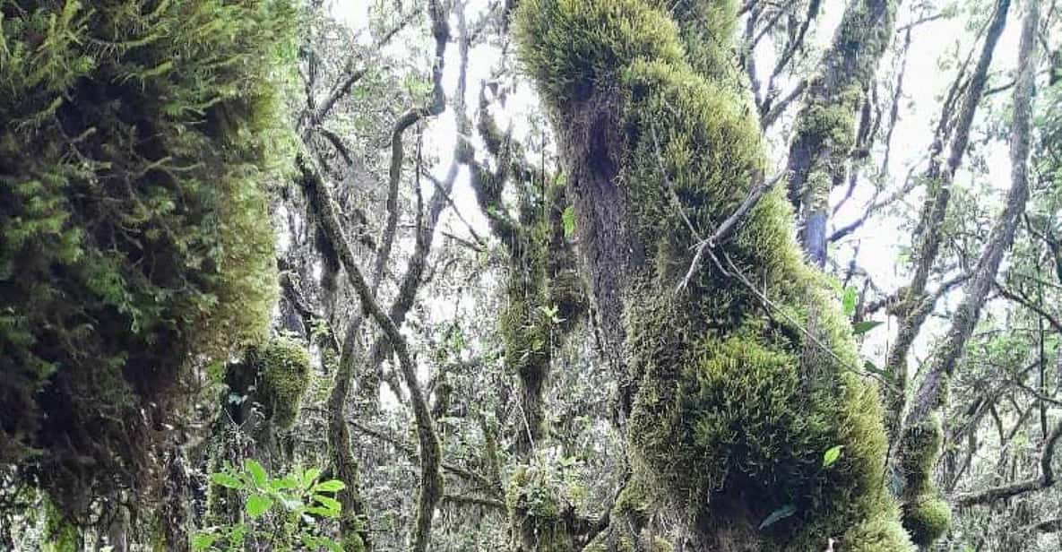 Senderismo por el Kilimanjaro 8 días por la ruta Lemosho GetYourGuide