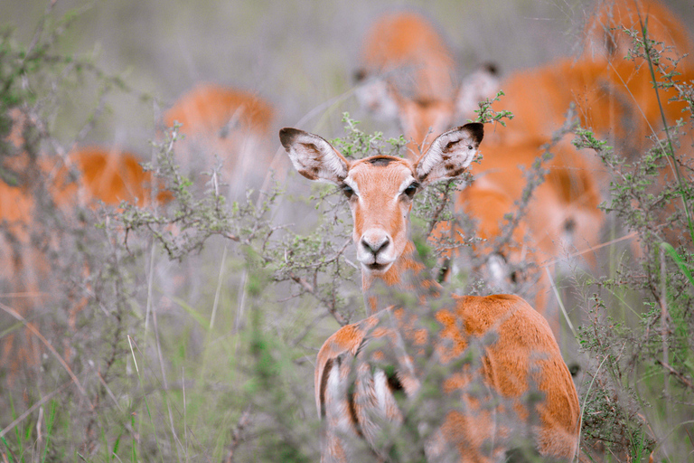 1 Dag Akagera Wildlife Safari en boottocht