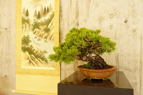 Hiroshima : expérience personnalisée de bonsaï et wabi-sabiHiroshima : expérience personnalisée autour du bonsaï et du wabi-sabi