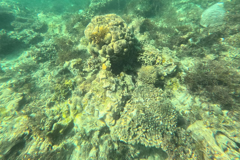 Diani Beach: Kisite Marine Park & Wasini Island Day Trip