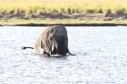 Victoria Falls: Sambesi-Fluss-Sonnenuntergangs-Kreuzfahrt mit Getränken