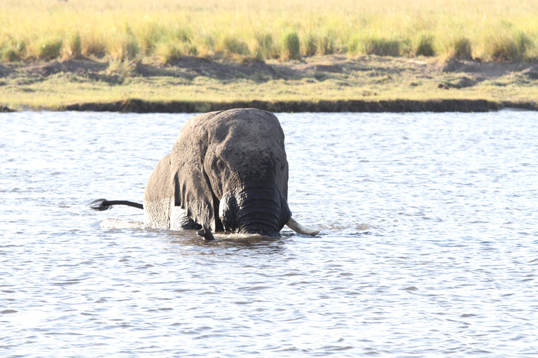 Victoria Watervallen: Zambezi rivier boottocht bij zonsondergang met drankjes