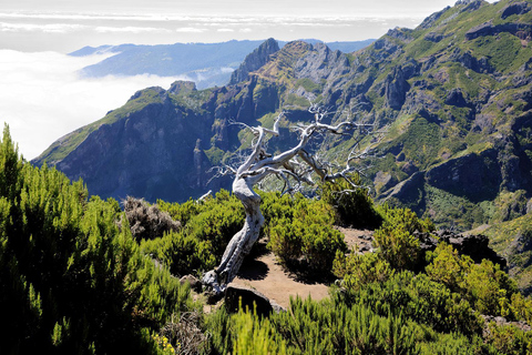 Funchal : randonnée au Pico Ruivo et à l&#039;Achada do Teixeira avec transfertFunchal : transfert pour randonnée au Pico Ruivo et à Achada do Teixeira