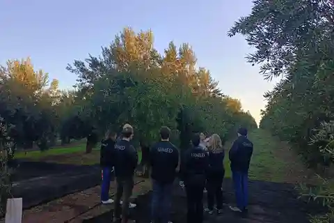Grenade en EVOO : Visite guidée de l'oliveraie et dégustation sensorielle