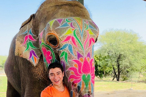 Jaipur: Hathigao Elephant Village Ride, Feeding, & Photos Riding, Feeding, Climbing And Photography with Elephant