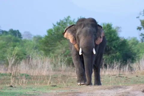 From: Ella - Udawalawe Safari - Hiriketiya