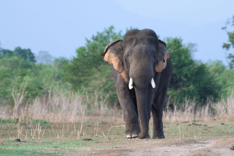 Mirissa: Udawalawe e YALA Safaris + almoço, desembarque: Ella